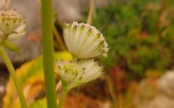 2013-08-18_Regina-F-Rau_Schachen_Blumen  (118).JPG